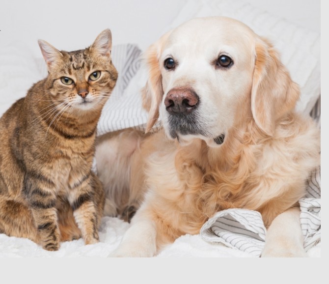 Pets